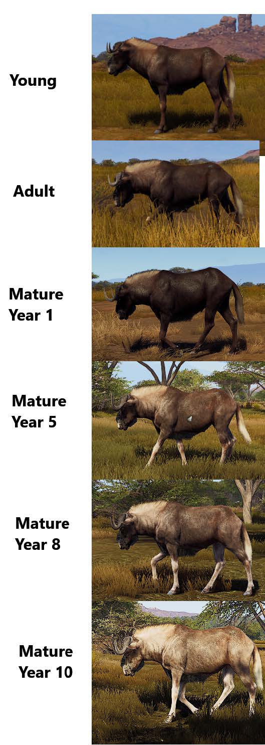 Way of the Hunter Black Wildebeest Aging