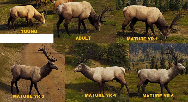 Roosevelt Elk Aging