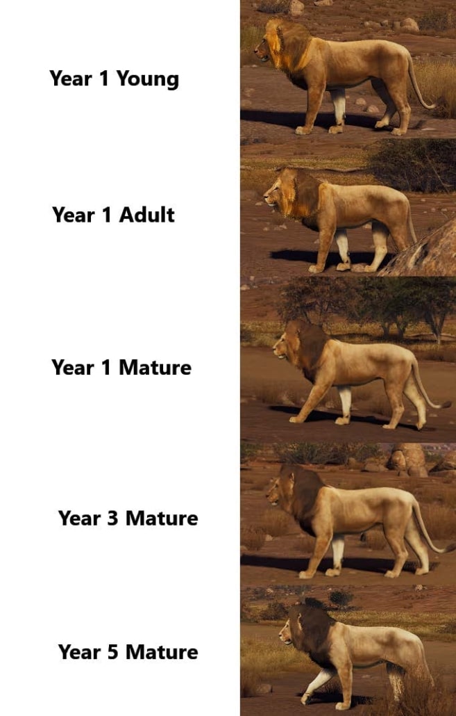 Way of the Hunter Lion Aging