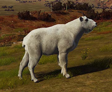 Mature 3 star Mountain Goat