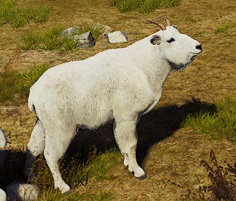 Mountain Goat Young 1 Star