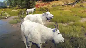 Nez Perce Valley Mountain Goat