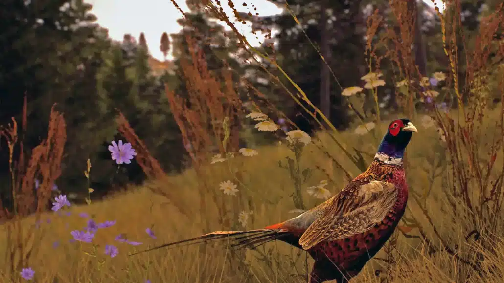 Nez Perce Valley Pheasant