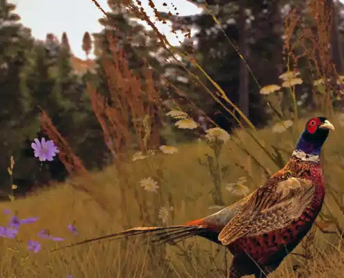 Nez Perce Valley Pheasant