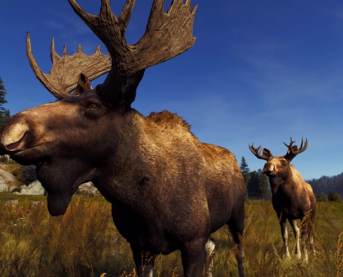 Western Moose