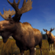 Western Moose