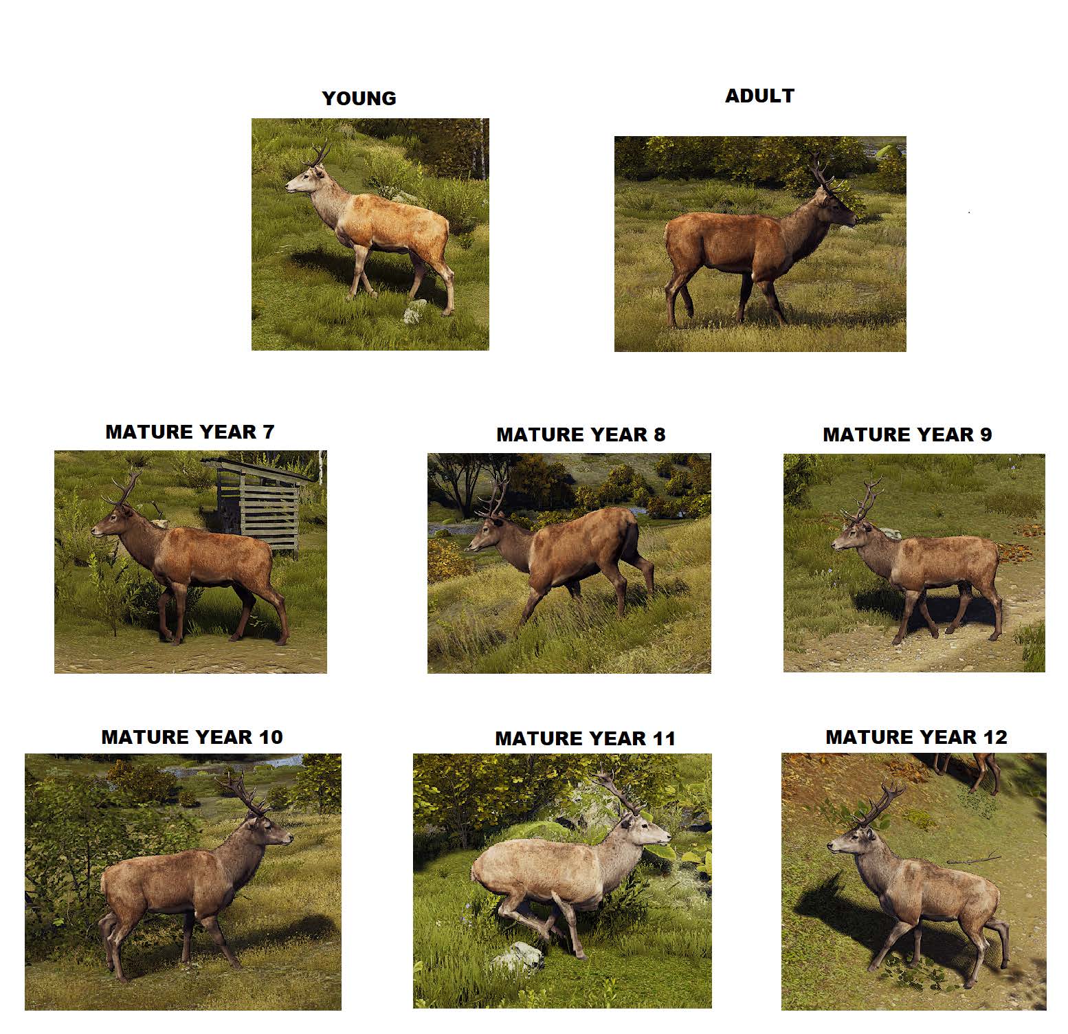 Red Deer Aging