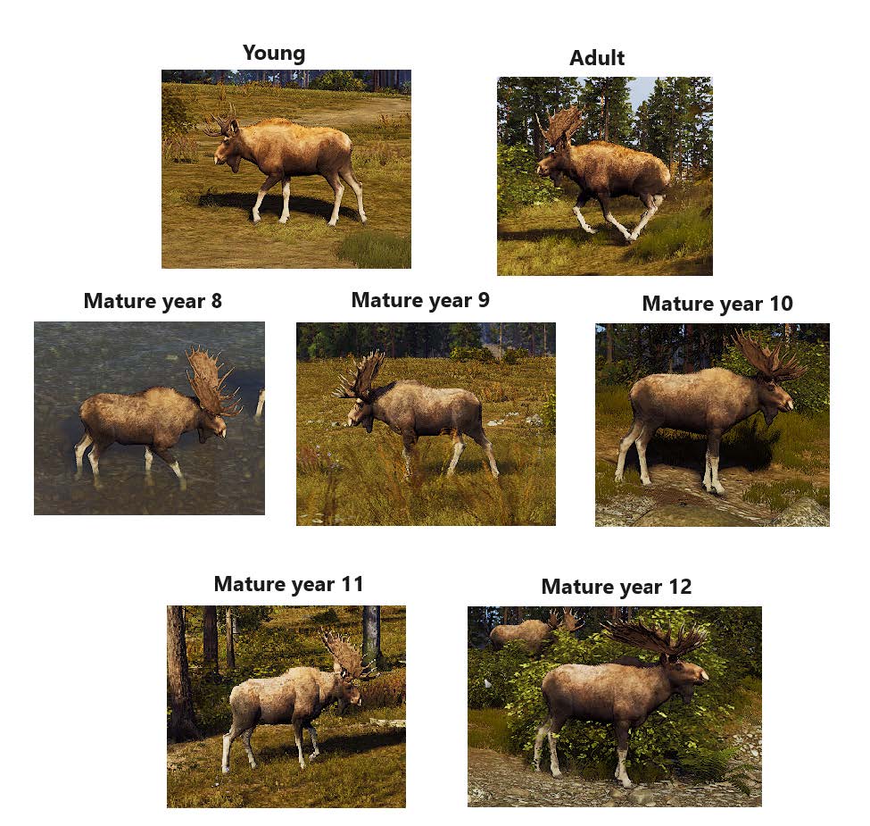 Way of the Hunter Western Moose aging