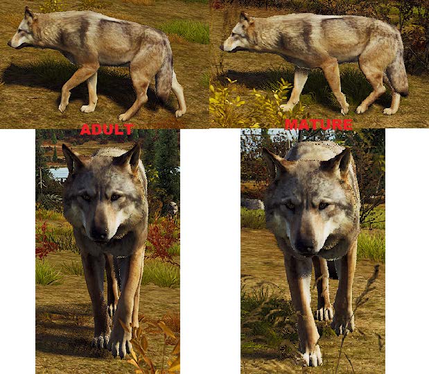 Wolves in the Way of the Hunter Aging